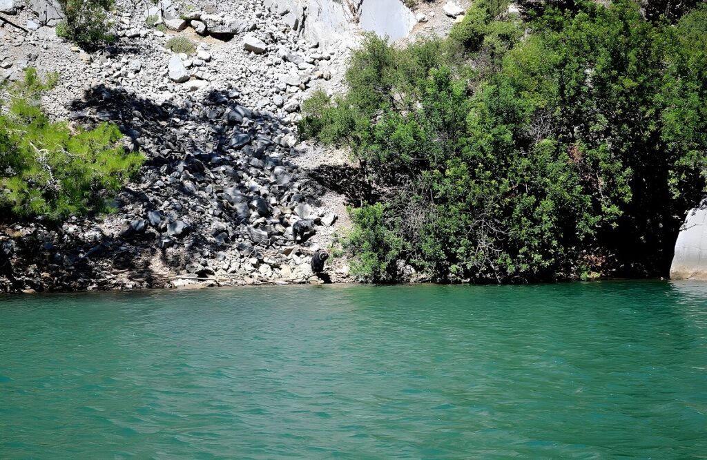 Dzikie kozy w Zielonej Kanionie