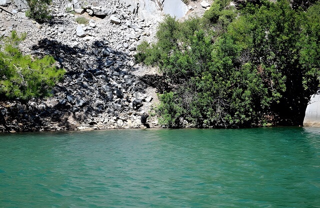 Dzikie kozy w Zielonej Kanionie